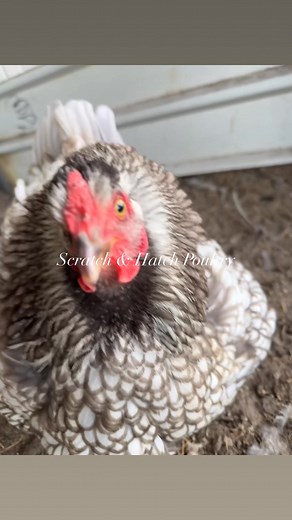 2.2K views · 28 reactions | She’s such an angry little beastie!  Sound I give her some babies? Or eggs? | Scratch & Hatch Poultry | Facebook