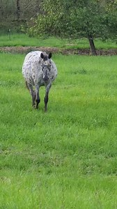 Wide load coming through! #foundationappaloosa #appaloosa #getspotted #spottedathome #horselife #horseranch #ranch #horse #horses #equine #equestrian | Jack Creek Appaloosas
