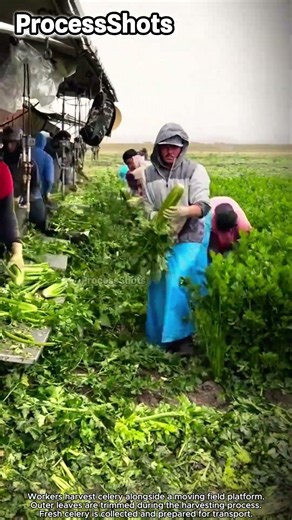 Celery Harvesting and Field Packing Process Operation #worker #process