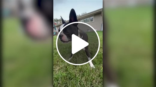 20 Smallest and Cutest Dog Breeds in the World - - NewsBreak