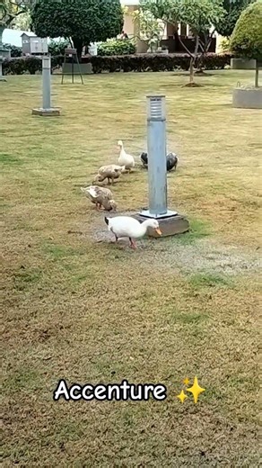 Accenture office | Ecospace | Bellandur | Bengaluru ✨