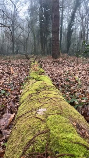 #nature #trailcam #sanglier #fyp De nombreux passages, comme un renard splendide, une martre avec un œil en moins, et bien d'autres!