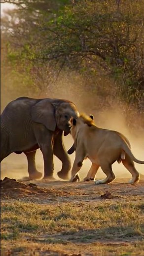 "Baby Elephant vs 3 Lions – Shocking Jungle Battle! 🐘🦁 | Wild Vibes by Najab" #legwork #rebirthep