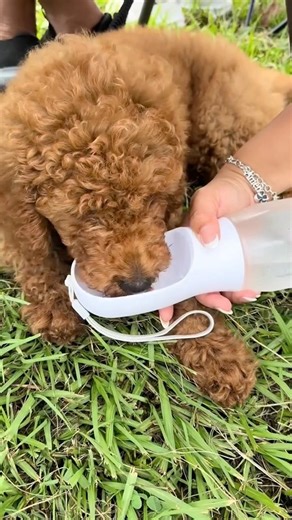 Hydrate Your Pet Anywhere Without Mess 🐶💧#dhgate