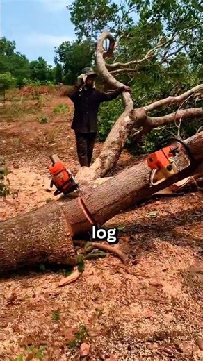 three chainsaws wedged in one tree #chainsaw #wood #sawblade #logging