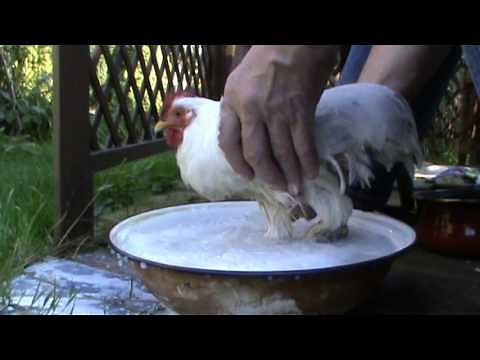 Comment soigner une poule malade