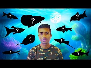 10 Peaceful Community Aquarium Fish For Freshwater