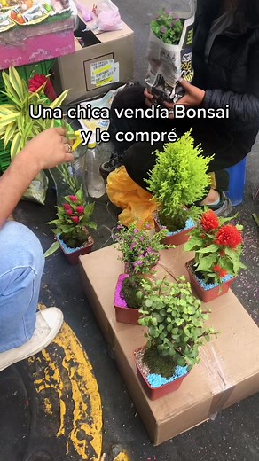 Cuidado y Venta de Bonsais: Árboles de la Fortuna