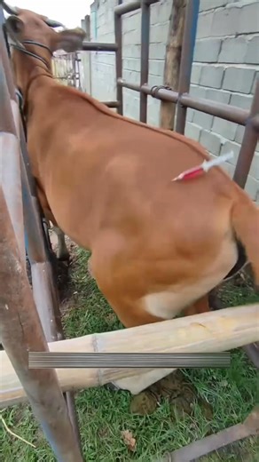 383K views · 1.3K reactions | Best method of injection  #fbreelsvideo #new #followersreels #reels #viral #tricks #China #shorts #latest | Info Hub | Facebook