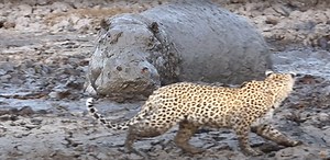 WATCH: Leopard hunting for a fish almost gets a hippo