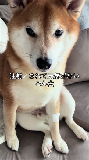 年１の狂犬病予防接種頑張りました😂 #柴犬 #いぬ #柴犬のいる暮らし #犬のいる生活 #柴犬のいる生活 | dog