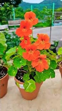 한련화 작은 화분에서도 꽃이 많이 펴요 #plants #garden #gardening #farming