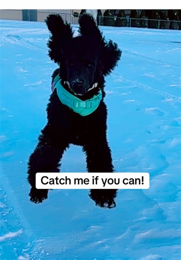 Dad tried to end the snow adventure… FiFi had other plans ❄️🐩 #fifiourpoodle #standardpoodlepuppy #puppyzoomies #dogsoftiktok #poodletok