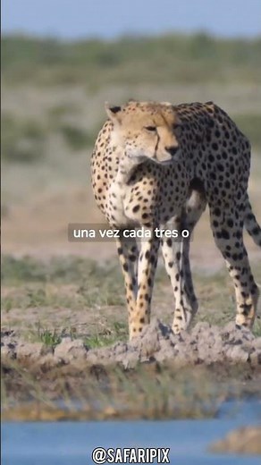 The incredible facts you didn't know about cheetahs