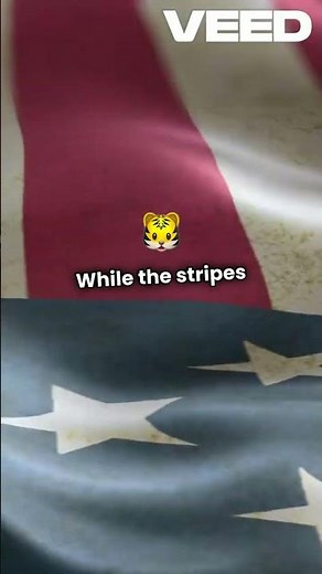 The Evolution of USA Flag