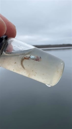 Rainbows, browns and tigers feed on minnows all season. When they flood the shallows in the late fall to hunt getting them on Popper Fry or Suspender Minkies by themselves or in a washing line setup is one of my favourite tactics. Takes range from subtle to explosive. Give it a try if you haven’t already. Check out my YouTube channel to learn how to tie a Suspender Minkie. https://youtu.be/HbRND69woEc?si=JwlUIuLnoBZpcaCq #stillwaterflyfishing #flyfishing #flyfishingstillwaters #rainbowtroutfishi