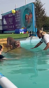 376K views · 10K reactions | Big boy Boss was simply amazing today ❤️ He’s nervous in new situations and this was his first ever swim, how great is he?! | Canine Dip and Dive Maldon | Facebook