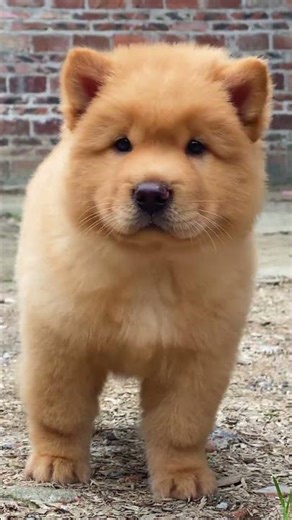 Brown Dog Running & Barking at the Camera 🐶🔥#BrownDog #DogRunning #DogBarking #funnydogs #animals