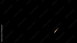 Bottom view of Alligator gar fish swimming on black background Video, FISH Animation, Fish Swim green Screen Video, 3D Animation, Underwater, Single and Group, Near camera, aquatic animals, 4K Footage