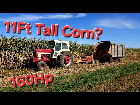 International 1066 And New Holland 900 Forage Harvester!