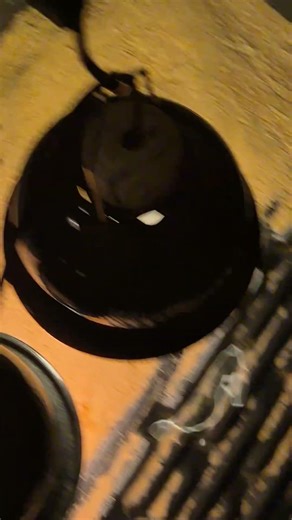 turtle anton basking ♡♡♡