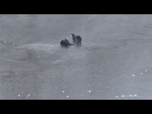 Two river otters were spotted Saturday morning on the Sebasticook River in Clinton! 🦦 📷: Michael Celentano | WABI TV5