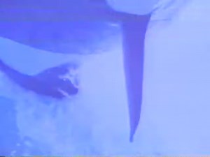 SeaWorld Celebration VHS