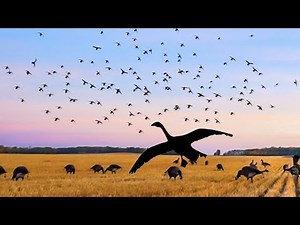 ARKANSAS BOYS SHOT AN UNKNOWN SPECIES!