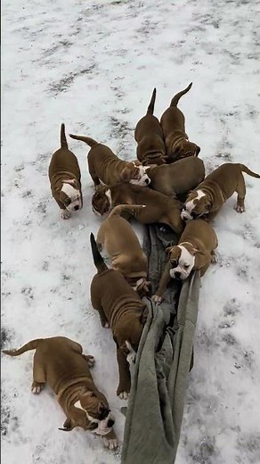 ❄️ Kleine Welpen, großes Schnee-Abenteuer 🐾