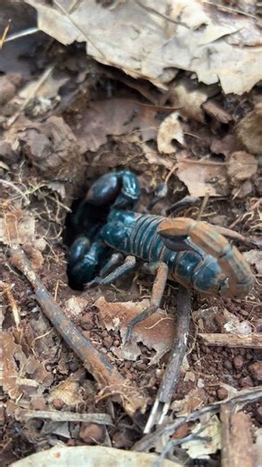 Giant Forest Scorpion in the Wild #Scorpion #Nature #Wildlife