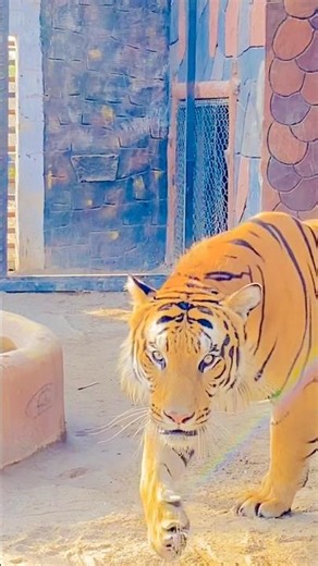 #gospelmusic #jimcorbettwildlifeandnatureview #tigerspotted #animals