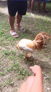 269K views · 2.6K reactions | #porma ray ga ayo## Gi kulata man sa pula,,, Sa ubos tiwasa | Etanil Ellas | Facebook