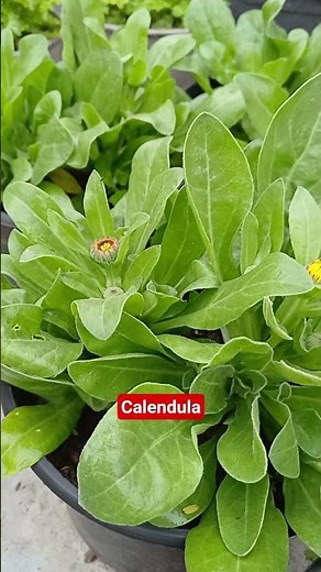 Beautiful Calendula Flower Plants in Pots 🌼 | Easy Home Gardening Guide