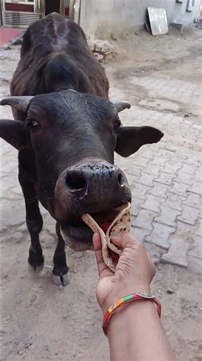 kartik gay ko roti khilao 🌺💞#explore #cow #gaai #hindumantra #strong #funny #viralshort #viralvideo