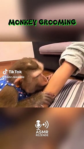 ASMR Monkey Grooming: Pure Satisfaction & Relaxation