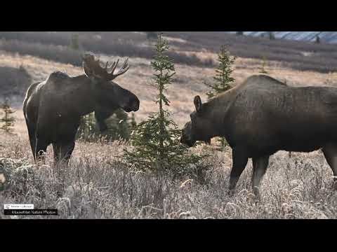 Three Part Series on the Moose Rut #wildlife #moose #alaska