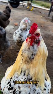 WAKE TF UP! 📣🐔 #wakeup #goodmorning #rooster #chickens #funnyanimals #memesdaily #comedy #chickenhappyhour Audio : @presidentofugly1 🔥 | Chicken Happy Hour