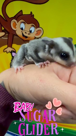 Meet the newest, tiniest members of our pet shop family—our adorable baby sugar gliders! 🐾 Their big, curious eyes and fluffy little bodies are melting hearts already. They love snuggling up together, gliding around with playful energy, and nibbling on their favorite treats. Stop by soon to witness their cuteness in person—you’ll fall in love just like we did! 💕 #sugarglider #sugargliders #babysugarglider #sugarglidersofinstagram #baby #petshop #cute #love | LOL Pet Shop
