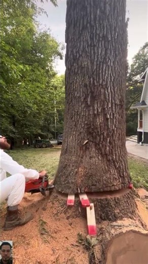 Tree Removal Near a Residential Complex