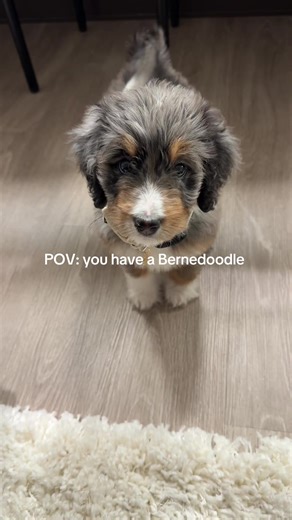 Discover the Adorable Bernedoodle Puppy Experience