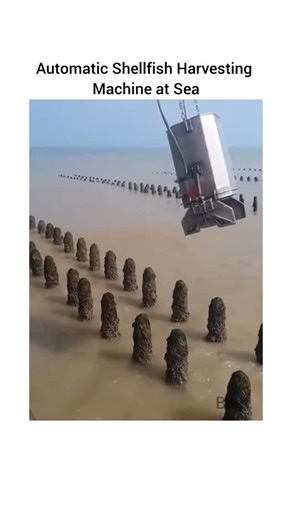 Best Engineering Videos on Instagram: "Automatic Shellfish Harvesting Machine in the Ocean The seafood industry is changing with the arrival of automatic machines that harvest shellfish. These machines are made to make the harvesting process faster and easier right from the ocean. This advanced technology enables shellfish farmers to gather more produce in a shorter amount of time while working very efficiently. #automatic #industry #Machine #seafood #process #shellfish"
