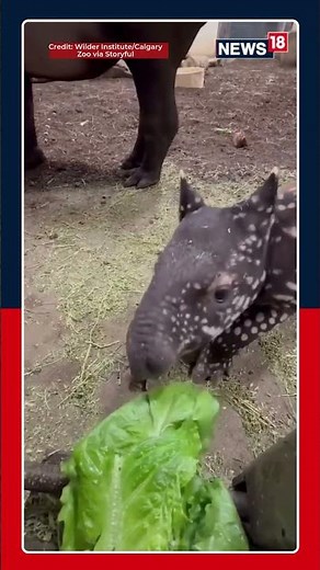 Adorable Malayan Tapir Calf Enjoys Lettuce Snack at Calgary Zoo | Lettuce Eat