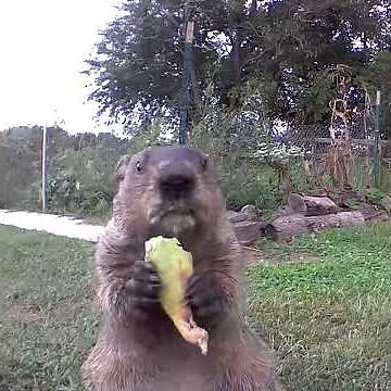 Chunk front and center grubbin on a cucumber! 😂