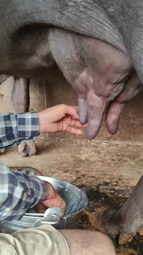 This buffalo gives 40 liters of milk. #BuffaloCare #BuffaloMilk #baffalo #cow #village #shorts | CareyanMahon