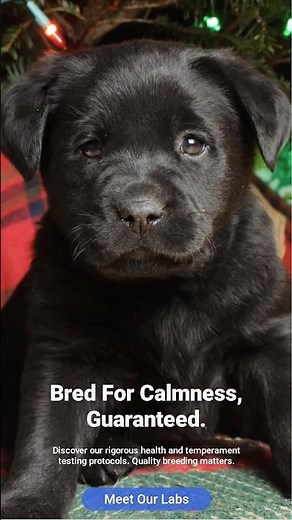 The Lab puppies every family actually wants #labrador #puppies #familydogs