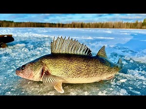 Ice Fishing Wisconsin Walleye with Tip Ups! - The BEST Flag Day EVER!!!