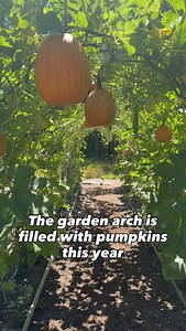 Whether you want a 4’ garden arch or a 24’ long garden arch - I’ve got you covered! Let me know in the comments, and I’ll make you a few reels on how to build a garden arch like this one! Have a gardening question? Ask away! I’ve been gardening for 25 years. Hang around for garden coaching and dork out with me on gardening, gardening hacks, gardening tips, garden crafts, and gardening tours! #thegardeningpassion #gardening #backyardgarden #growyourown #garden #gardenarch | The Gardening Passion