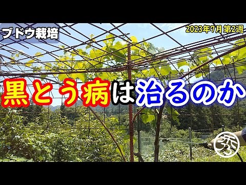 【ブドウ栽培#18】黒とう病の巨峰にボルドー液を散布