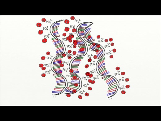 RNA提取原理及教程