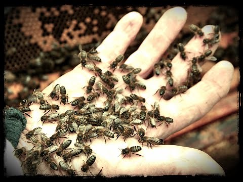 Reportage: L'abeille noire des Cévennes